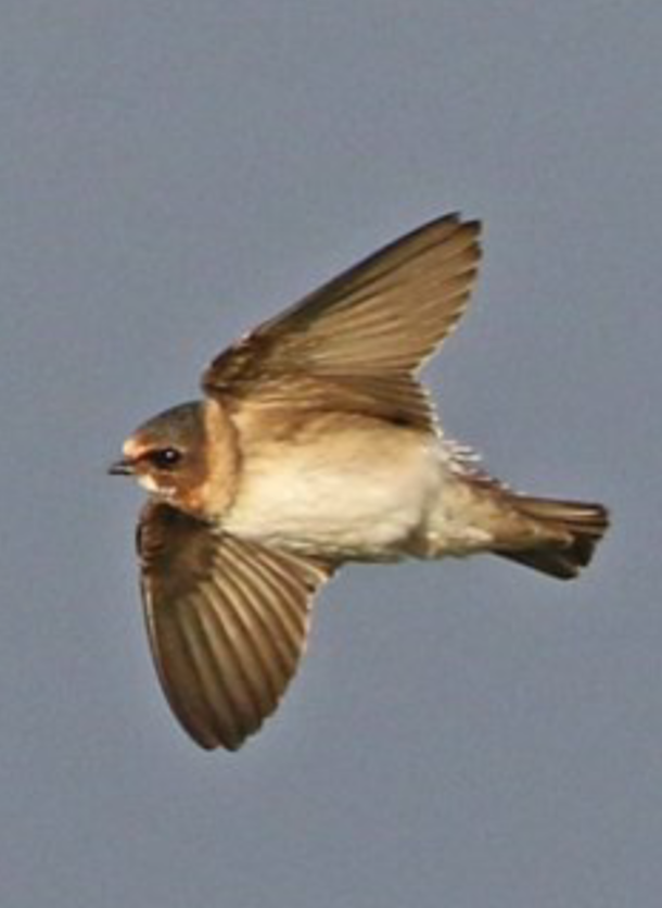 cliff-swallow-minsmere-1