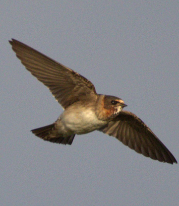 cliff-swallow-minsmere-13