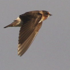 cliff-swallow-minsmere-18
